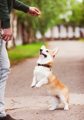 Corgi dog training with owner.  Male hands corgi dog outdoor. Blurred background. Concept pet care, playing and training.