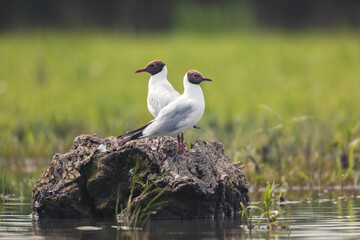 Couple of black headed gull
