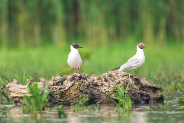 Couple of black headed gull