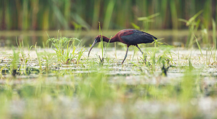 Fishing glossy ibis