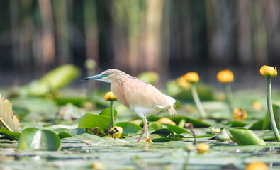 Squacco heron and water lilies