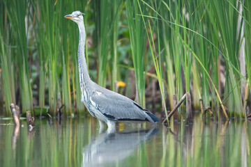 Great blue heron