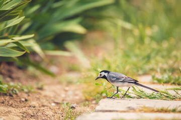 White wagtail in search of insects