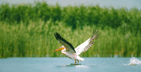 Landing pelican