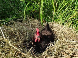 Black chicken in a nest of grass