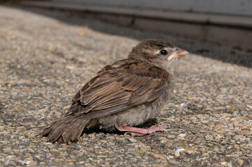 Moineau en gros plan sur le bitume