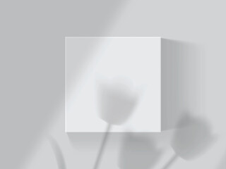 shadows from tulips and windows on a white box mock up vector