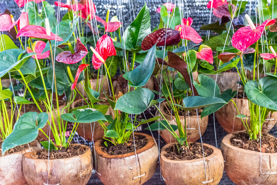 Anthuriums dans noix de coco 