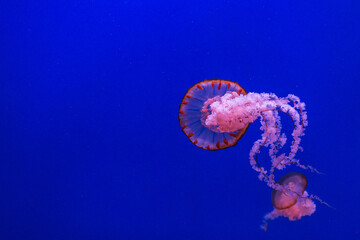 jellyfish in the sea