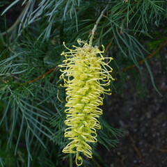 sweet scented hakea suaveolens