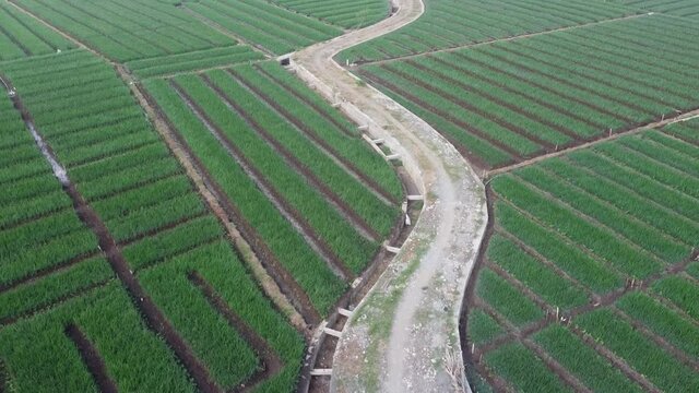 aerial footage of onion fields that form a pattern. looks very beautiful