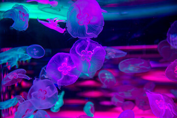  Delightful raspberry poisonous neon jellyfish in ultra-blue water, close-up. © Евгения Смульская