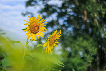 Yellow sunflower field Green leaves against the foreground and background are blurred and bokeh