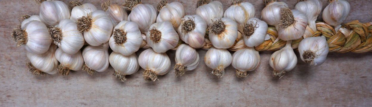 Fresh Harvesting garlic from out of  the garden. braided garlic or Garlic string. Harvested vegetables, organic. Decorative food at wooden background.