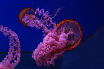 
Delightful poisonous red Japanese jellyfish in ultra blue water, close up with space for text.