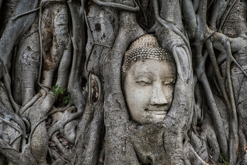 Buddha's Head in Banyan Tree Roots