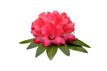 red rhododendron flower isolated on white background