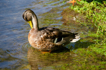 ducks rest on the beach