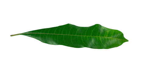 Fototapeta na wymiar Green leaves Isolated on white background with clipping path