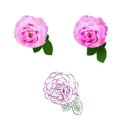 Obraz na płótnie Canvas Set of isolated roses in realistic, flat, outline, line-art styles. Vector illustration.