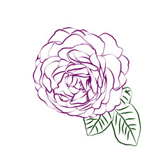 Isolated rose in outline, line-art styles. Vector illustration.