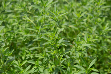 Fototapeta na wymiar ステビア（学名：Stevia rebaudiana　英名：sweetleaf）：甘味料の原料、南米の植物