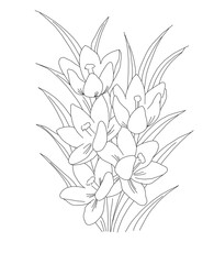 crocuses, coloring book black and white botanical element, contour, linear drawing, freehand sketch, wildflowers and garden flowers