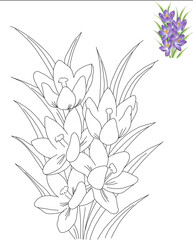 crocuses, coloring book black and white botanical element with samples, contour, linear drawing, freehand sketch, wildflowers and garden flowers