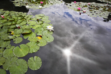 Pond with the lilies, reflecting clouds and the sun