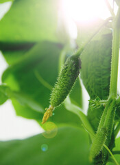 Young plant cucumber with yellow flowers. Juicy fresh cucumber close-up macro on a background of leaves Little with a flower in the garden, Sunny day