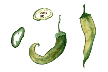 Chili pepper watercolor illustration. Hand drawn collection of spicy vegetables isolated on white background. Healthy eating ingredient. Vegetarian food.