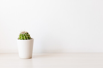 Cactus succulent plant in ceramic pot on counter beside white wall. Minimalistic concept
