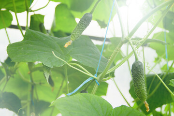 Young plant cucumber with yellow flowers. Juicy fresh cucumber close-up macro on a background of leaves Little with a flower in the garden, Sunny day