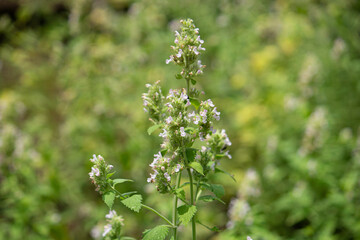 イヌハッカ（学名: Nepeta cataria 、英名: Catnip、漢字: 犬薄荷）