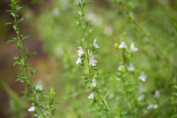 ウィンターセイボリー、学名：Satureja montana、精油原料