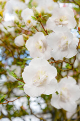 white azalea flowers in garden