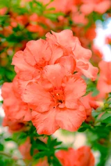 Fototapeten Azalee orange azalea flowers in garden  © Elena Umyskova