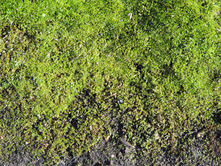 Texture of moss on an abandoned path close-up. Nature wins.