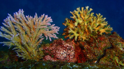 Fototapeta na wymiar Soft coral color