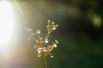 Golden sunray in the morning with droplets of water hanging on plant