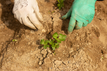 Planting a plant in soil