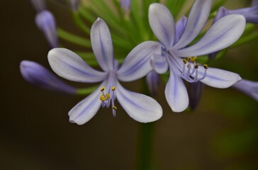 blue and purple