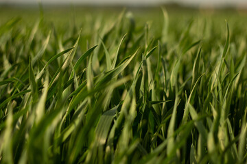 Growing wheat close up