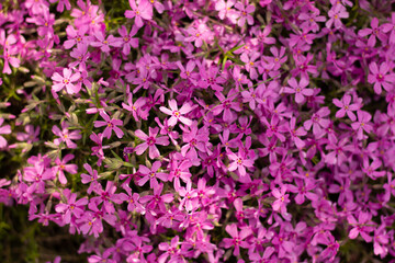 Small pink flowers close up