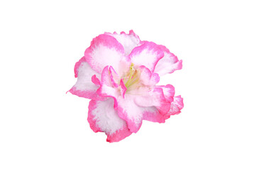 pink and white azalea flower isolated on white