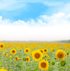 Fototapeta premium Sunny sunflower field