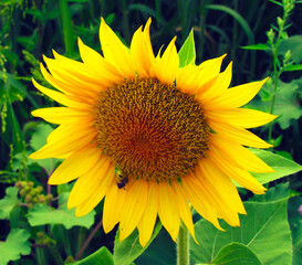 sunflower in the garden