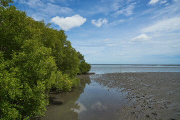 Fototapeta na wymiar Scene of mangrove tree on the sea shore
