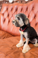 Side view of a little black Bichon Lion look in camera. Black puppy sit on brown armchair