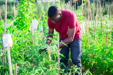 African american man gardener with bamboo stick working with seedlings